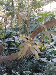 Trichocentrum cebolleta