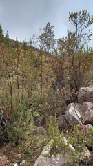 Kageneckia lanceolata