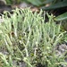 Cladonia polyscypha - Photo (c) Carlos Vidigal, algunos derechos reservados (CC BY-NC), subido por Carlos Vidigal