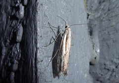 Orocrambus ramosellus
