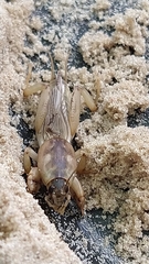Gryllotalpa vineae