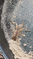 Gryllotalpa vineae