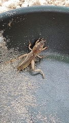 Gryllotalpa vineae