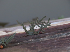 Pellaea atropurpurea