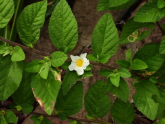 Sida glomerata
