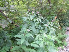 Cirsium otayae