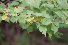 Prunus nipponica nipponica
