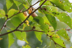 Prunus nipponica nipponica