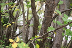 Prunus nipponica nipponica