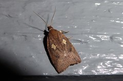 Planotortrix excessana