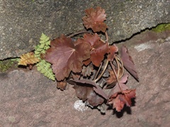 Heuchera