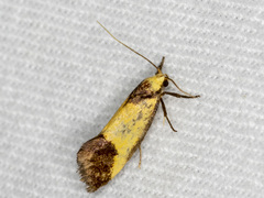 Crepidosceles timalphes