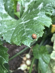 Henosepilachna sumbana