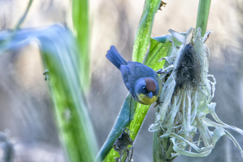 Rufous-capped Brushfinch (Atlapetes pileatus), photo 7