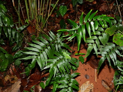 Adiantum lucidum