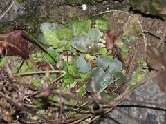 Pellaea atropurpurea