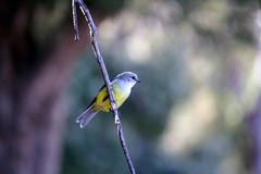 Eopsaltria griseogularis