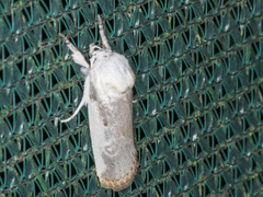 Cryptophasa albacosta