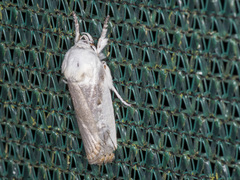 Cryptophasa albacosta