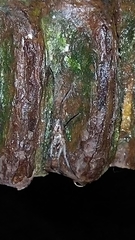 Xeropigo