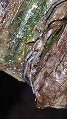 Xeropigo