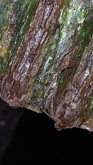 Xeropigo