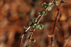 Ribes curvatum
