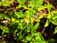 Turnera odorata