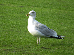 Larus argentatus