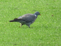 Columba palumbus