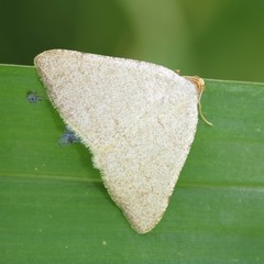 Taeniogramma tenebrosata