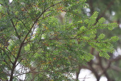 Tsuga diversifolia