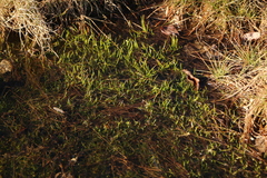 Isoetes melanopoda