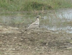 Esacus recurvirostris