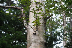 Betula ermanii
