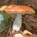 Foxy Bolete - Photo (c) Christine Young, some rights reserved (CC BY-NC), uploaded by Christine Young