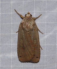 Abagrotis cupida