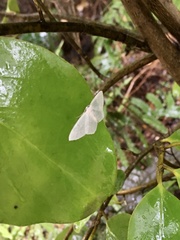 Poecilasthena pulchraria