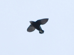 Silver-Backed Needletail photo 1