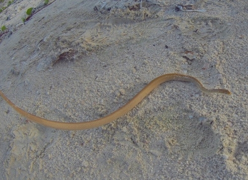 Yucatán White-lipped Snake, Symphimus mayae