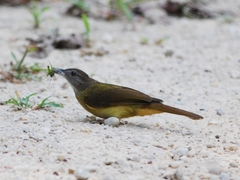 Brown-Cheeked Bulbul photo 2