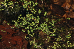 Gratiola amphiantha