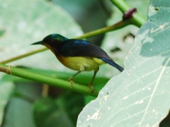 Chalcoparia singalensis