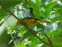 Aegithina viridissima