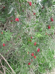 Abobra tenuifolia