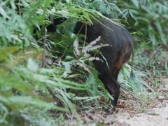 Sus scrofa vittatus