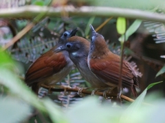 Cyanoderma erythropterum