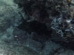 Dermatolepis dermatolepis