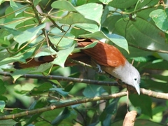 Raffles's Malkoha photo 3