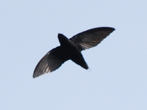Silver-rumped Spinetail photo